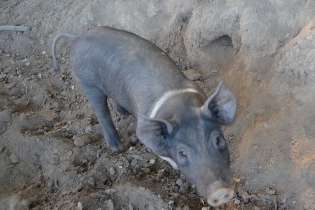 Did you know that a sustainably raised pig is a happy pig?